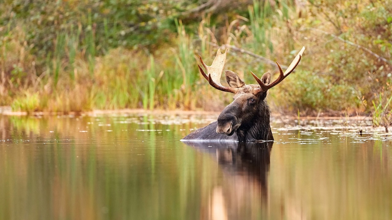 Moose Facts: What Do These Gentle Giants Actually Eat? 🦌