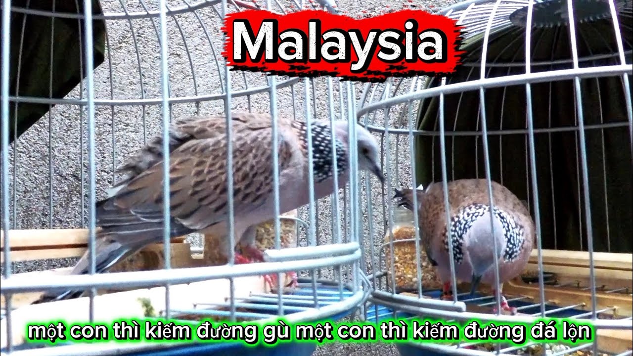 Chim cu gáy tơ Malaysia..0397965493.. Zalo