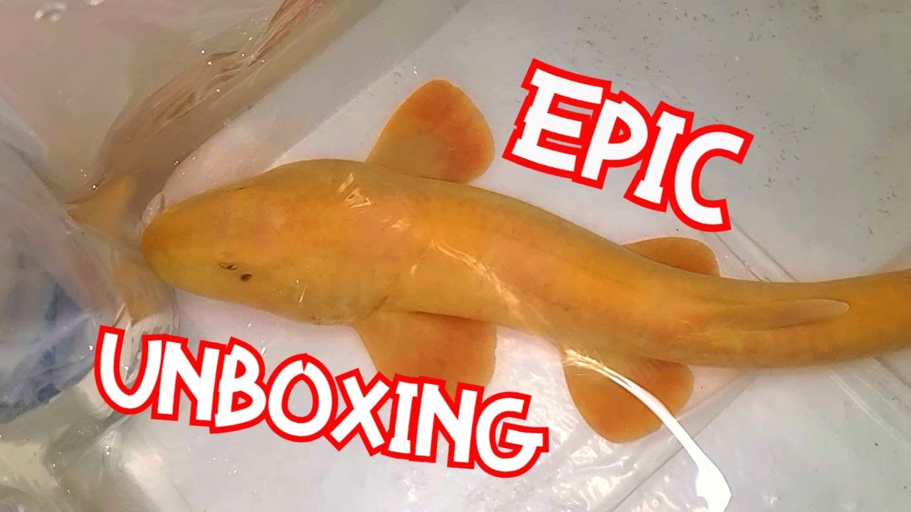 Unboxing SUPER RARE ALBINO CATSHARK - Bumblebee Groupers and  Moray Eels