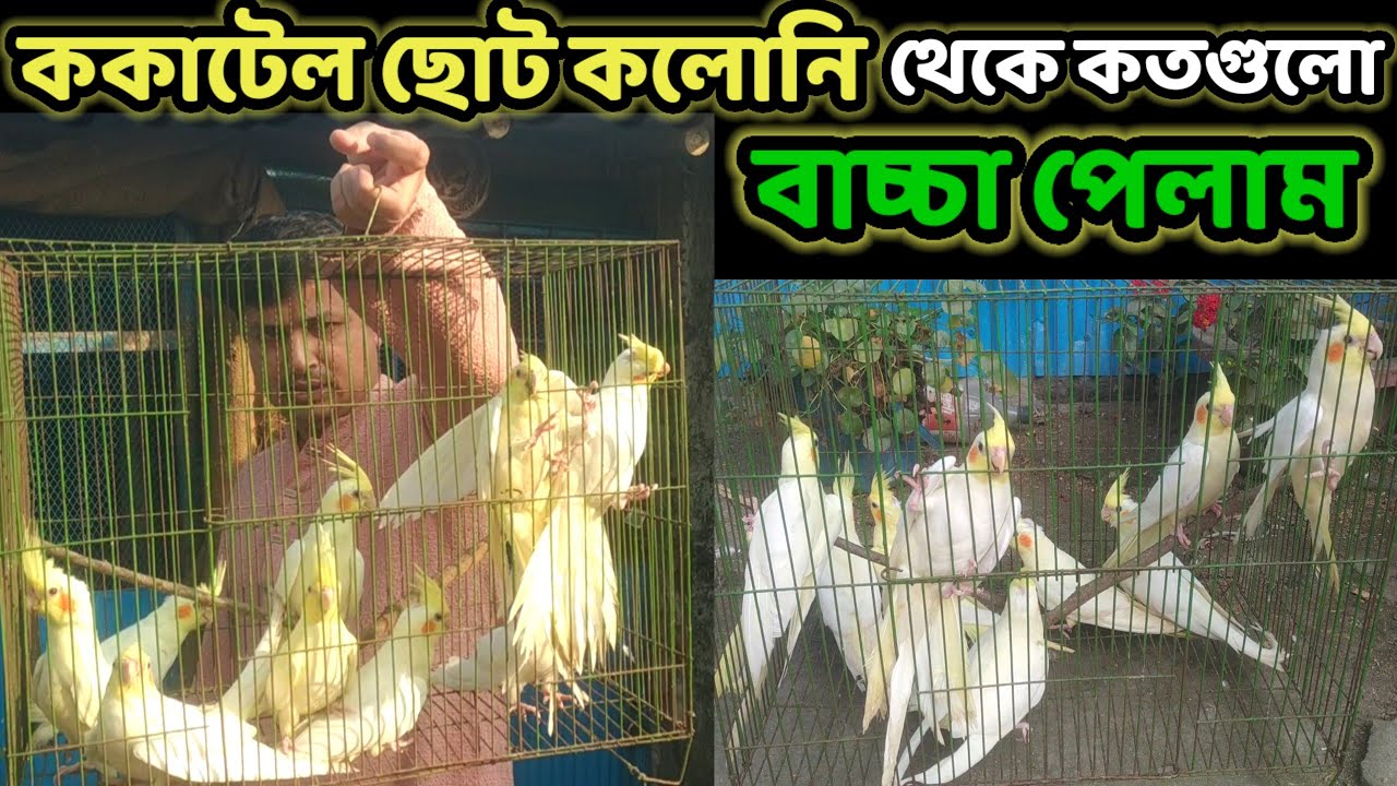 ককাটেল পাখির ছোট কলোনি থেকে কতগুলো বাচ্চা পেলাম || cockatiel bird colony || Birds of village