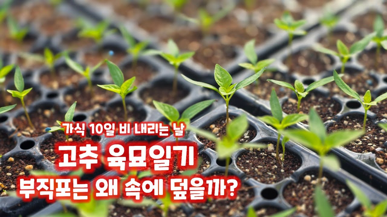 고추 육묘일기 가식 10일 파종 27일 괴산 청결고추 고추모종키우기 자연울림 청저괴산 풀뿌리농장 육묘장 [고추재배방법]