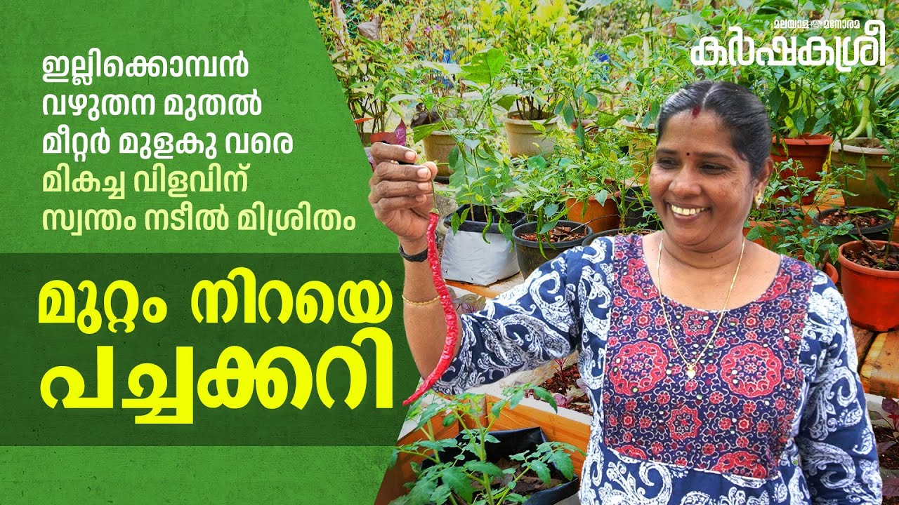 ഇല്ലിക്കൊമ്പൻ വഴുതന മുതൽ മീറ്റർ മുളകു വരെ; മികച്ച വിളവിന് സ്വന്തം നടീൽ മിശ്രിതം