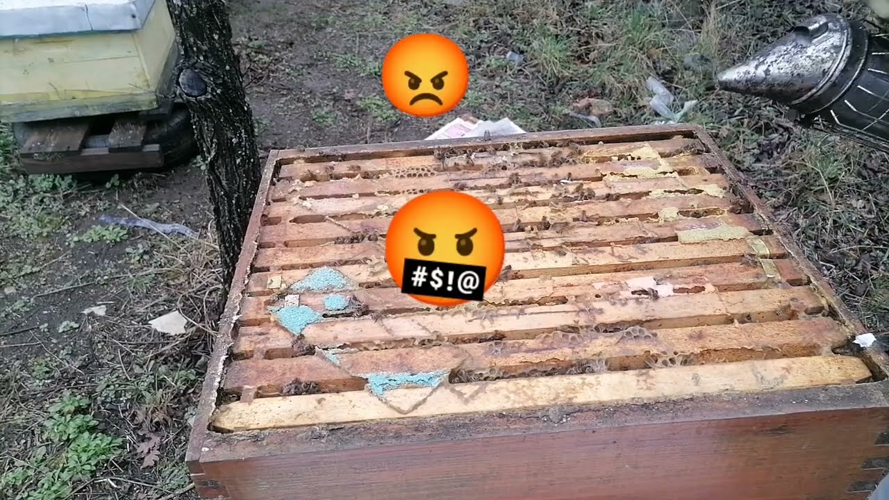 Kako sam se iznervirao, DB košnica