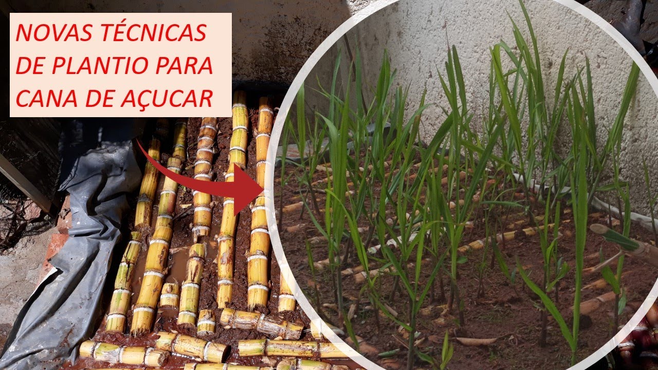 COMO PLANTAR CANA-DE-AÇUCAR DE MANEIRA EFICAZ [PASSO-A-PASSO] | Dia a dia na roça [🍃]