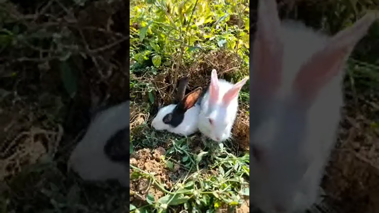 3 प्यारे बच्चे खरगोश गाजर का पत्ता खा रहे हैं अपने दोनों पैर खड़े होकर#bunny #bonding 