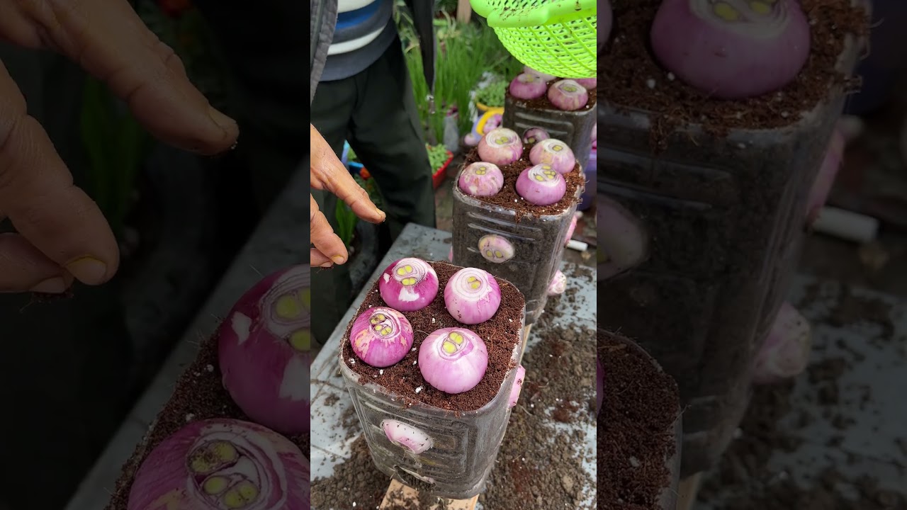 Grow Onions In Plastic Bottles #onions #gardening #shorts