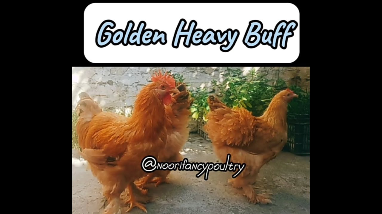 GOLDEN HEAVY BUFF | گولڈن ہیوی بف @noorifancypoultry6982#fancyhensbusiness #goldenheavybuff #foryou