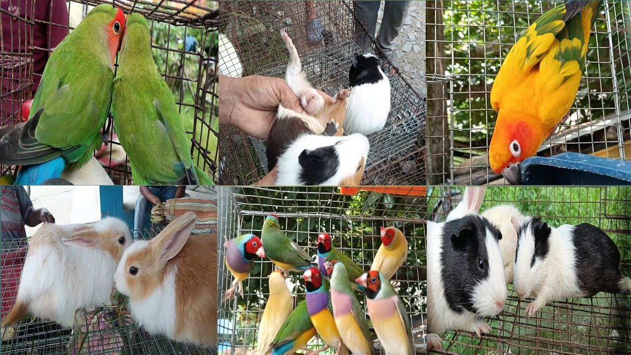 Birnagar pet market |Biggest BirdMarket In Nadia |Exotic Bird  |Westbangal, Nadia 22/07/2025
