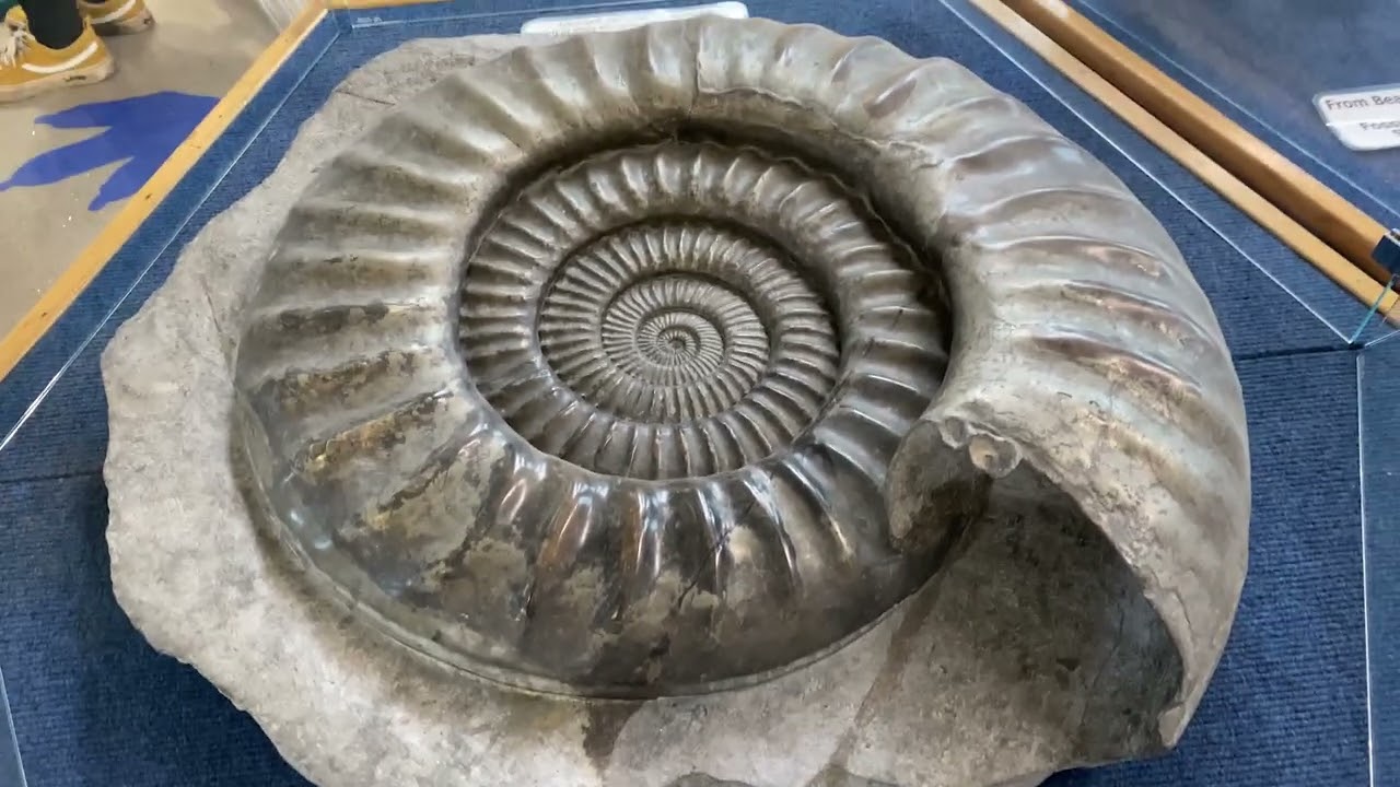 World Famous Ammonite Pavement, And The Best Museums In Dorset