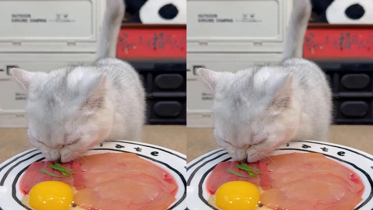 Let's have dinner raw meat beginner cat raising recommendation of cat snacks