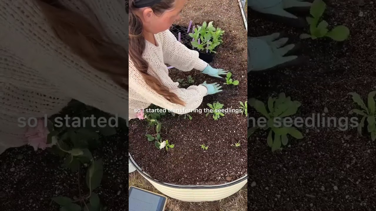 How To Start A Cut Flower Garden From Seed To Blossom 🌸