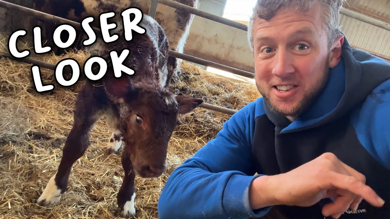 Mastitis rears it's ugly head - Lambing day 3