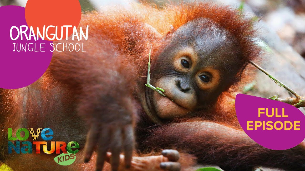 Who Will Make It to Graduation? 🙈 | Orangutan Jungle School 301+302