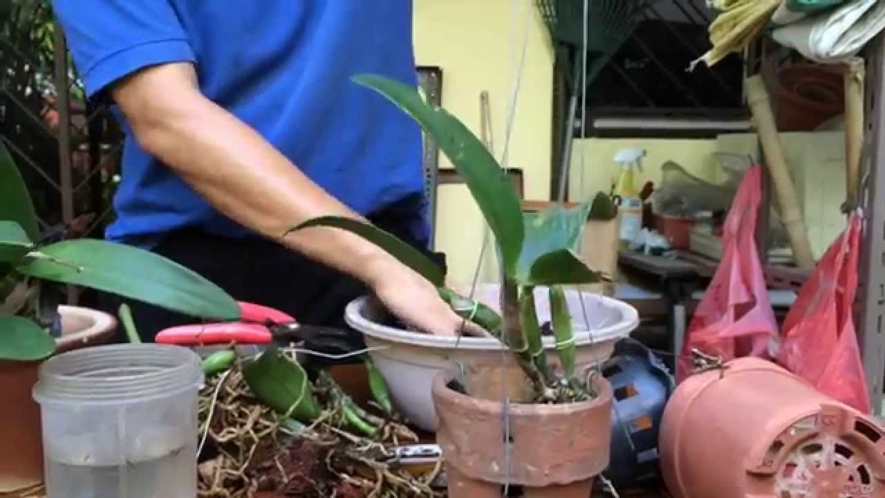 Repotting Cattleyas
