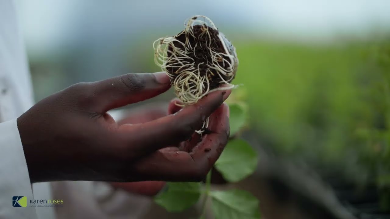 KAREN ROSES - Story of Our Flower Farm