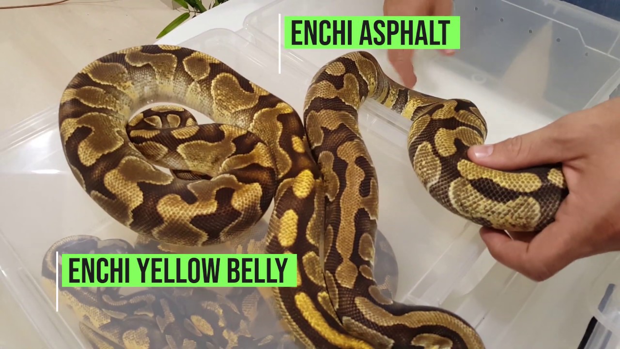 #004 -  Recognise Asphalt vs Yellow Belly Gene Ball Python Morphs