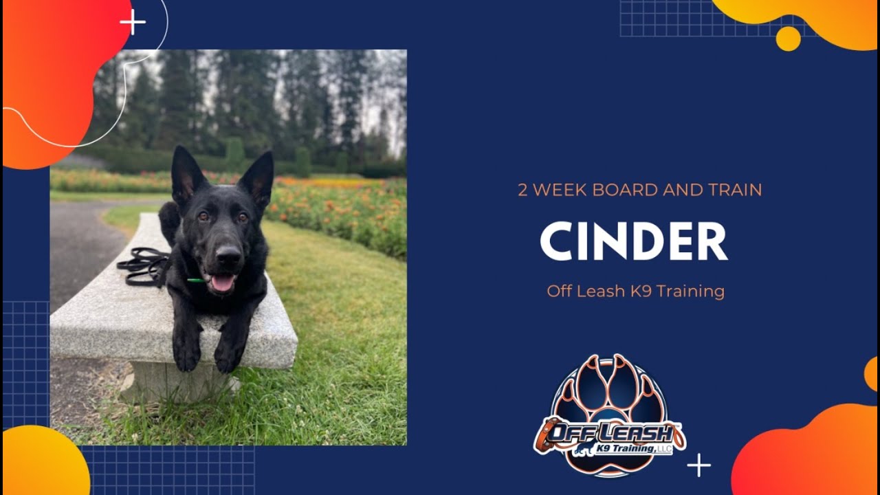1yr German Shepherd "CINDER" | Best German Shepherd Trainers Spokane | OLK9 Spokane