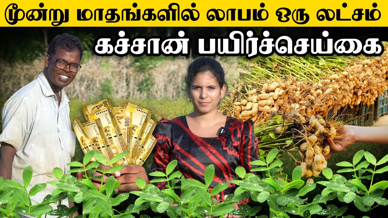 மூன்று மாதங்களில் லாபம் ஒரு லட்சம் கச்சான் பயிர்ச்செய்கை | Er Nilam | MAITHILY | Peanut groundnut