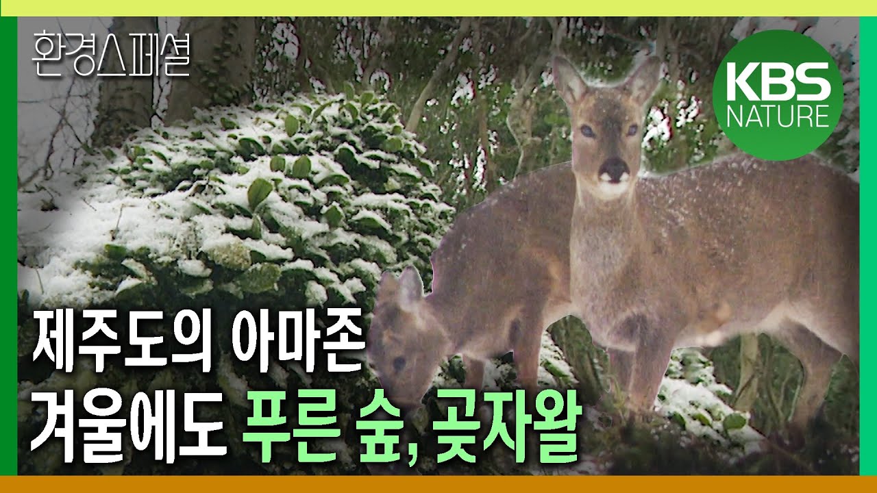 우리나라에도 아마존이 있다. 겨울에도 푸른 숲, 제주 곶자왈 [환경스페셜-겨울에도 푸른 숲, 제주 곶자왈] / KBS 20040317 방송
