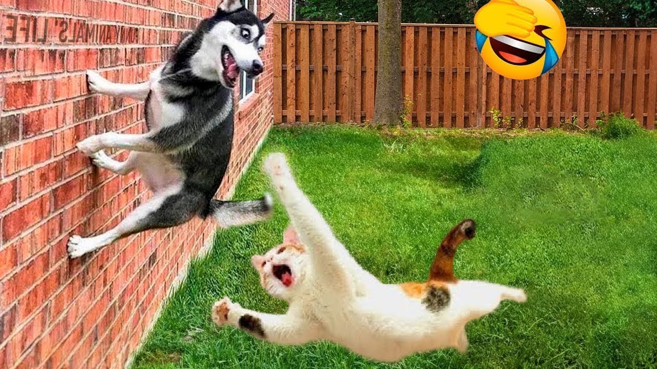 Try Not To Laugh Cats And Dogs Videos 😁 - BEST Funny Animal Videos 2024 🥰 #2