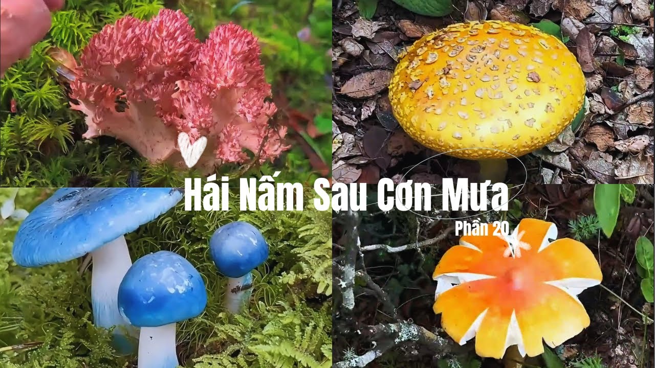 Phân Biệt Nấm Ăn Được & Không Ăn Được | Hái Nấm Rừng Sau Mưa Phần 20 #mushroomforaging  #háinấm