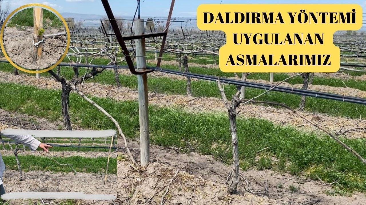 Bağda Daldırma Yöntemi Uyguladığımız Asmalarımız