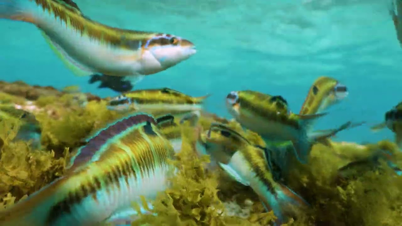 Ornate Wrasse (Thalassoma pavo) 1.