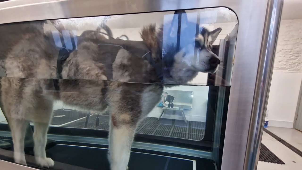Husky Has His First Day At His New Hydrotherapy
