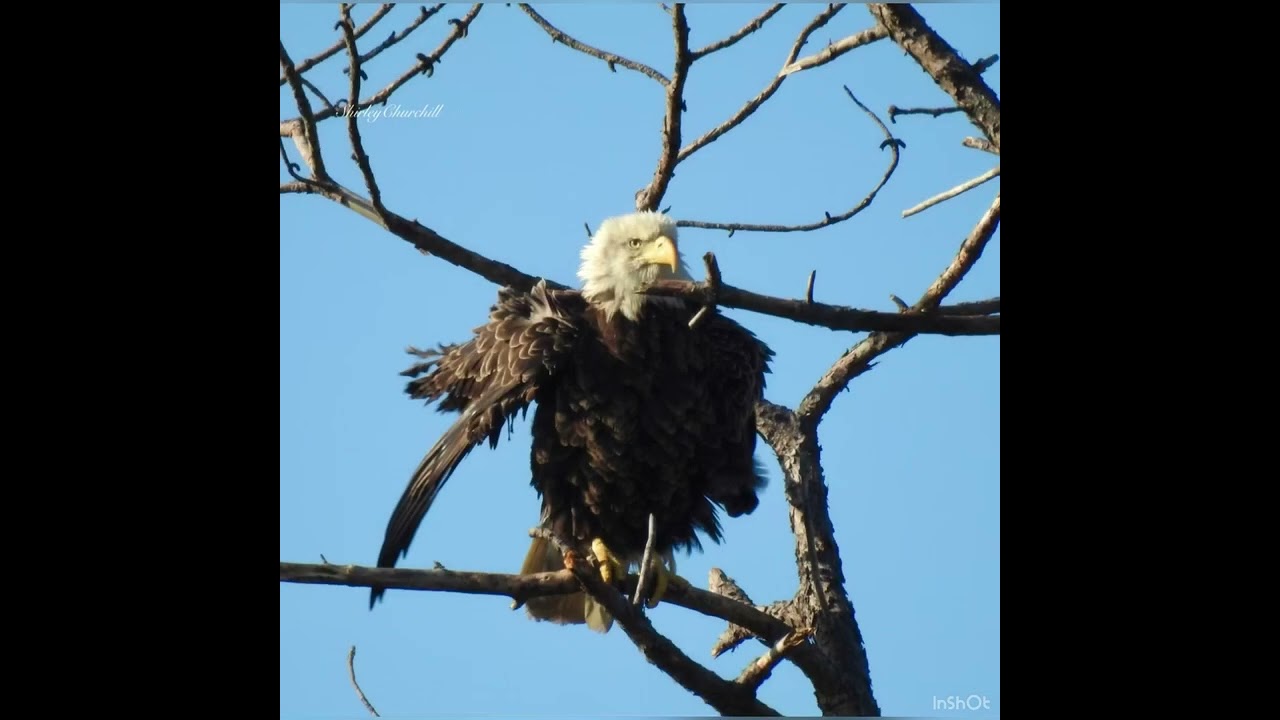 When the Eagle Flies. Photos by Shirley Churchill, music by Waylon Jennings