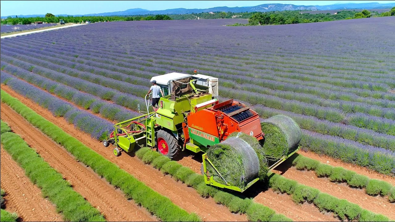 Lavender harvest in round bales | Valensole France | Unique self propelled harvester
