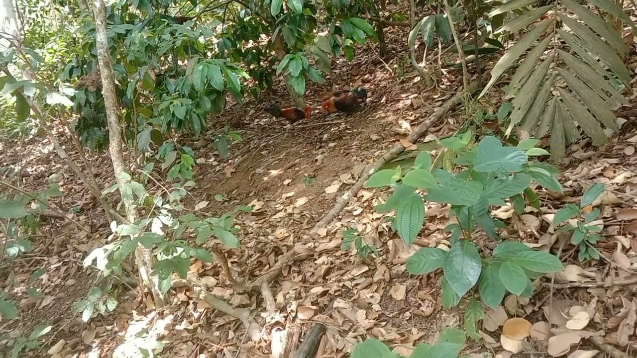 Aksi c sonchai laga tak kena racik.. racik dibelakang laga didepan...gagal tambah point