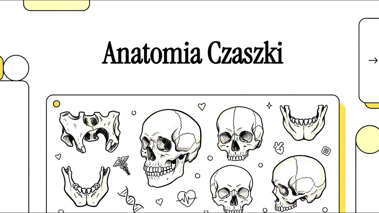 Student Pielęgniarstwa - Czaszka | Anatomia
