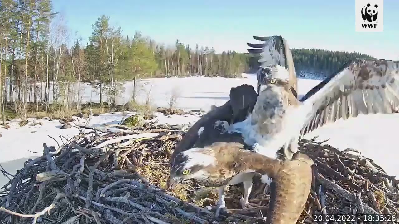 Luontoliven sääksikamera: sääksipari saapui pesälle ja aloitti parittelun