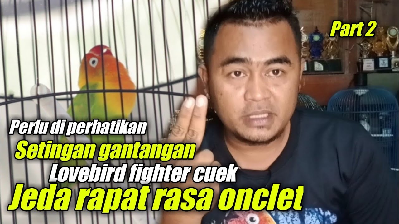 setingan lapangan lovebird betina fighter cuek jeda rapat