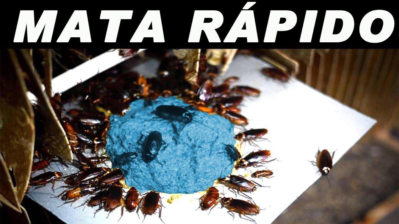 VAI SUMIR NO MESMO DIA RATO,BARATA E FORMIGA - DEPOIS DISSO NÃO GASTE MAIS 1 CENTAVO!!