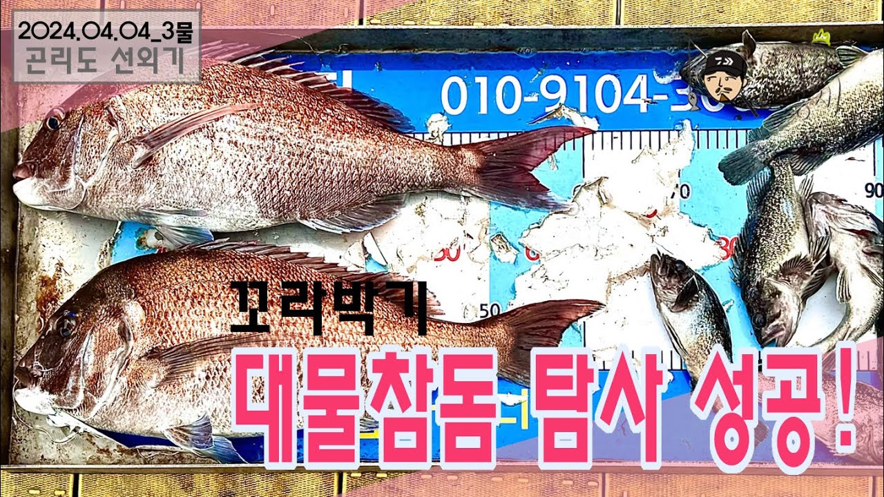 봄이 오면 참돔이 오고 꼬라박기 낚시~대물 참돔 탐사 성공!