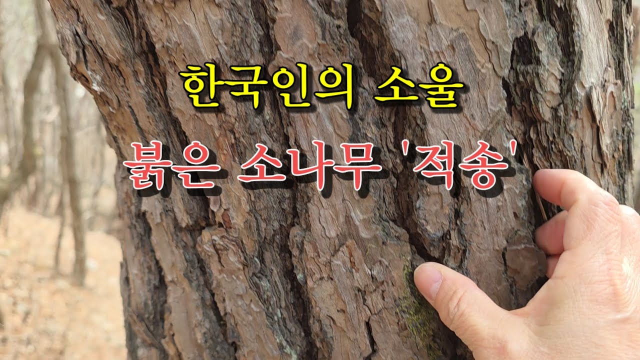 우리나라의 소나무 '적송'.  붉은 나무 줄기가 매력 #적송 #소나무 