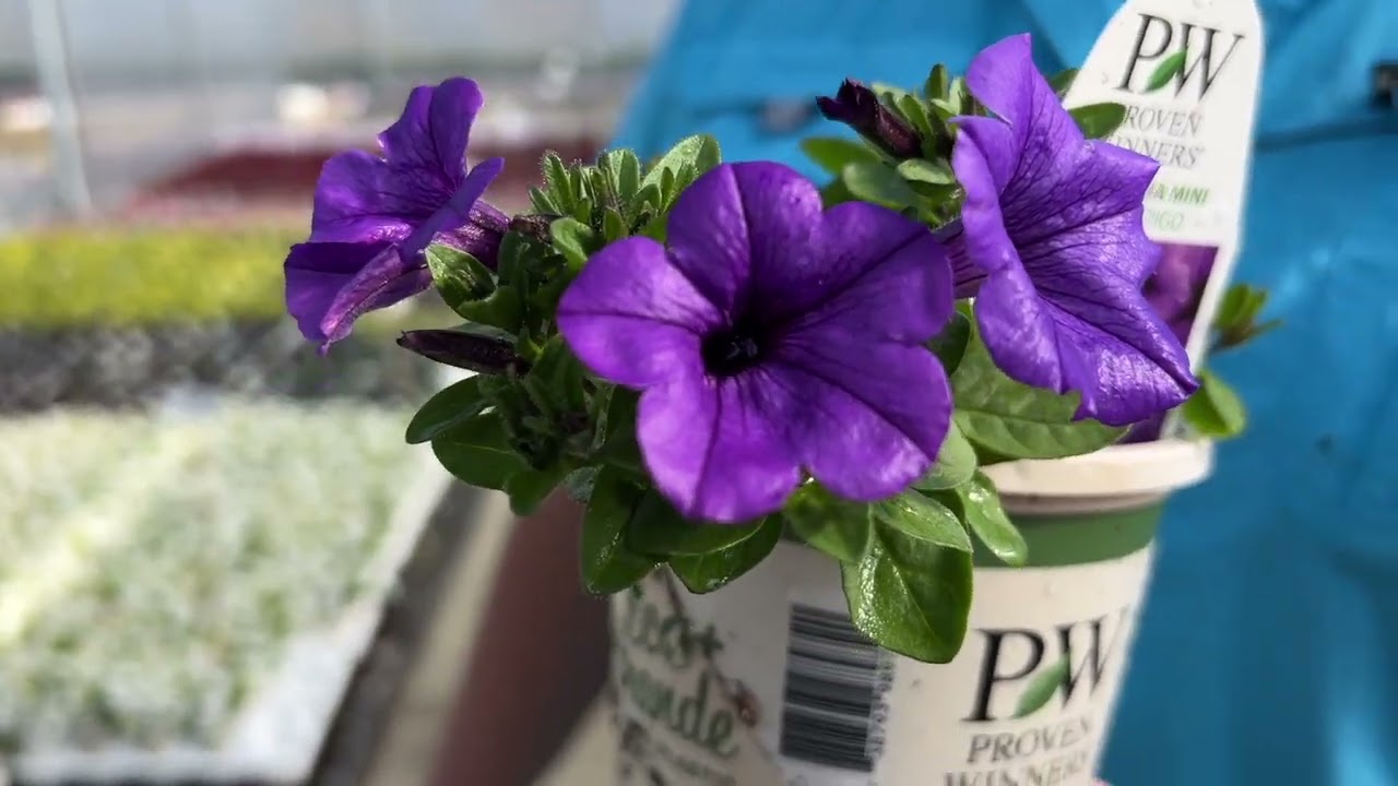 Проверенные победители: сравнение Supertunia Mini Vista