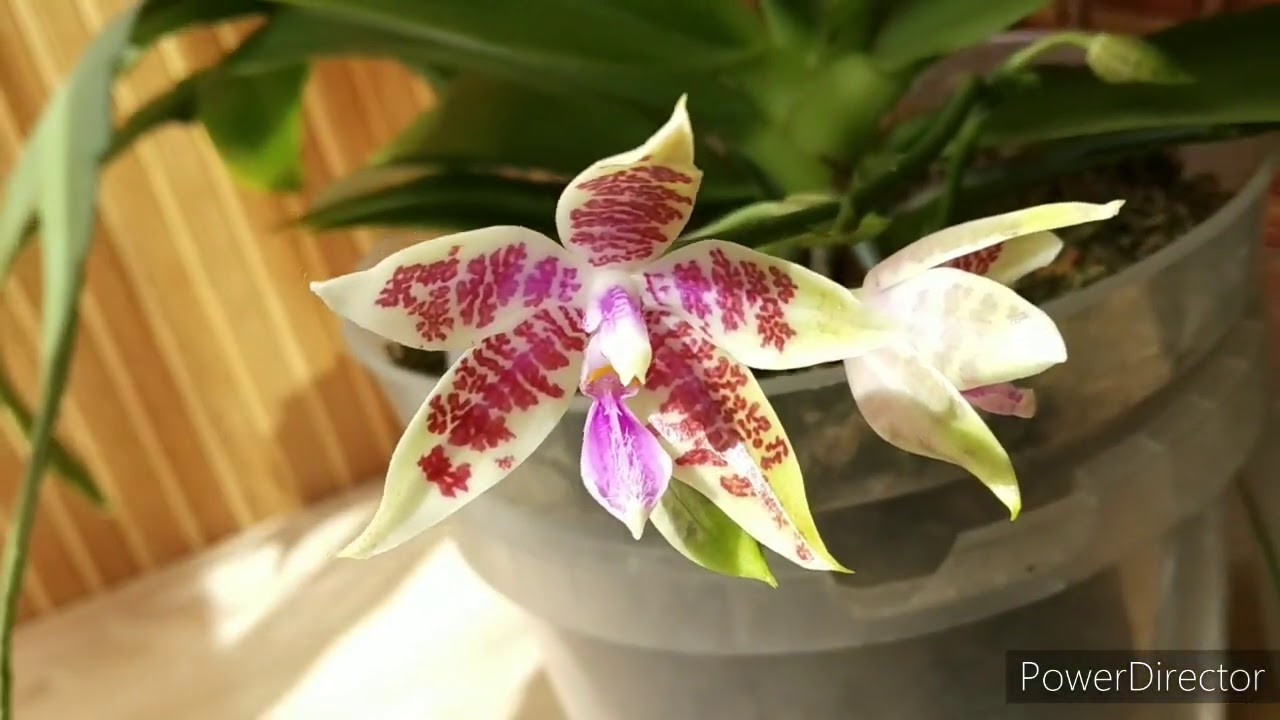 Цветение phal. Hieroglyphica впервые в жизни.