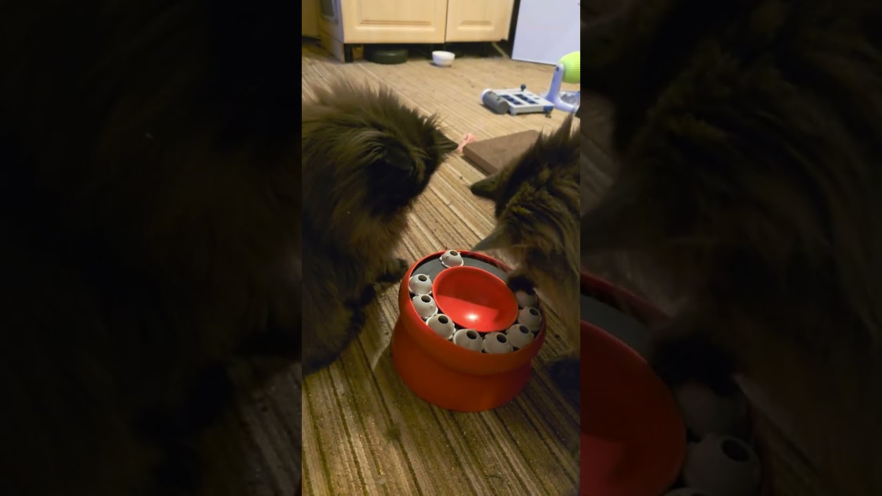 My three clever cats solving many different puzzle games #cat #games #puzzle 