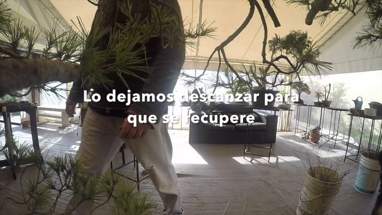 Copate y Explicame 004 - Lo que vé un bonsái
