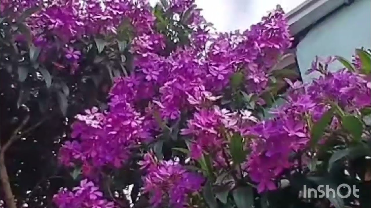 @ lindas flores exuberantes.