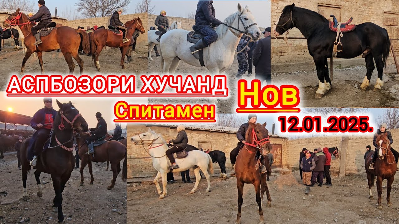 АСП БОЗОРИ ХУДЧАНД СПИТОМЕН НОВ АСПХОИ БУЗИ БАЙТАЛИ БУГУЗИ ТОЙ ФУРУШИ БУРОМАД