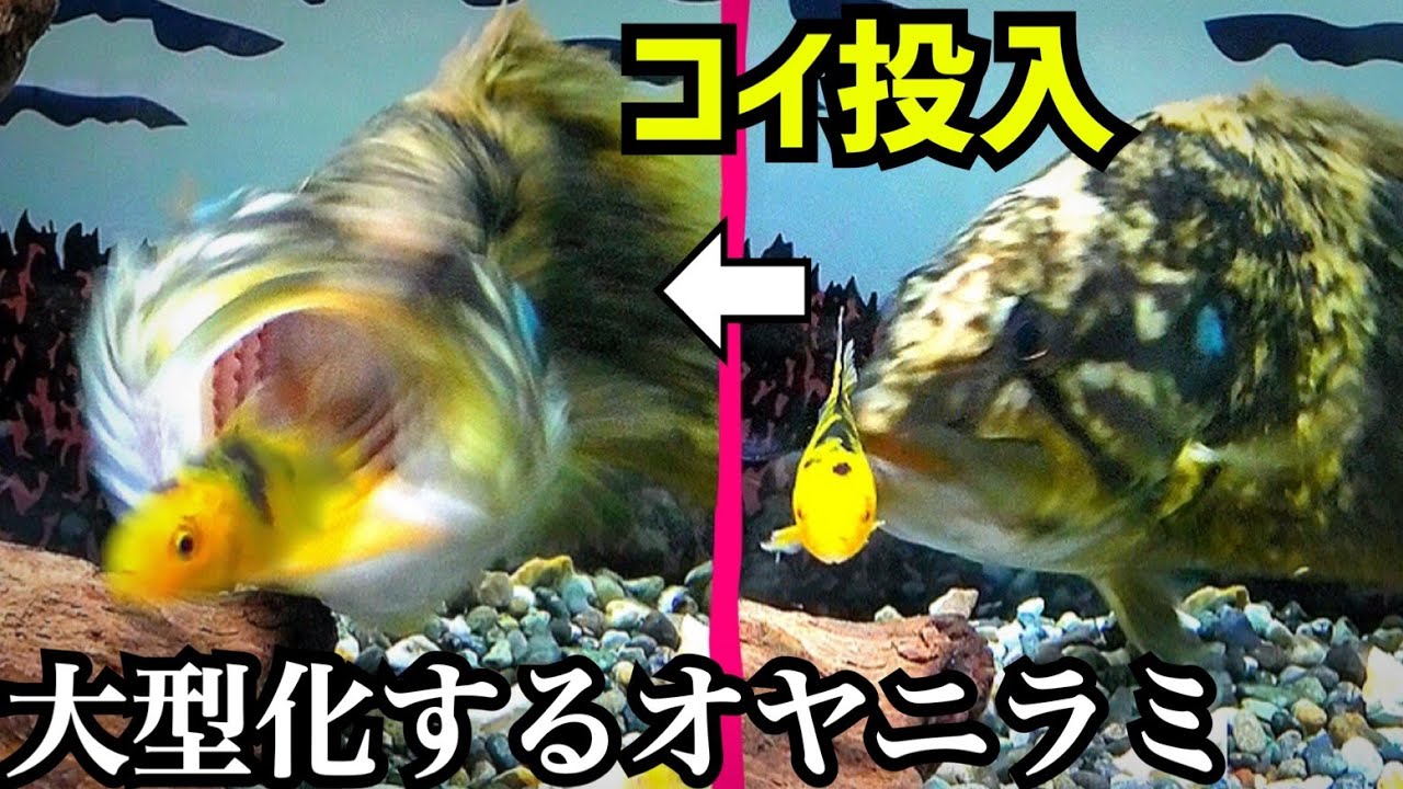 巨大化するオヤニラミ水槽にコイを投入すると…【コウライオヤニラミ】