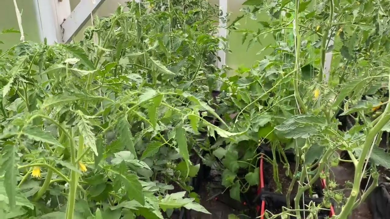 1 czerwiec 2024    Spacer w ogrodzie po miesiącu. Wyjadamy truskawki. 9 min