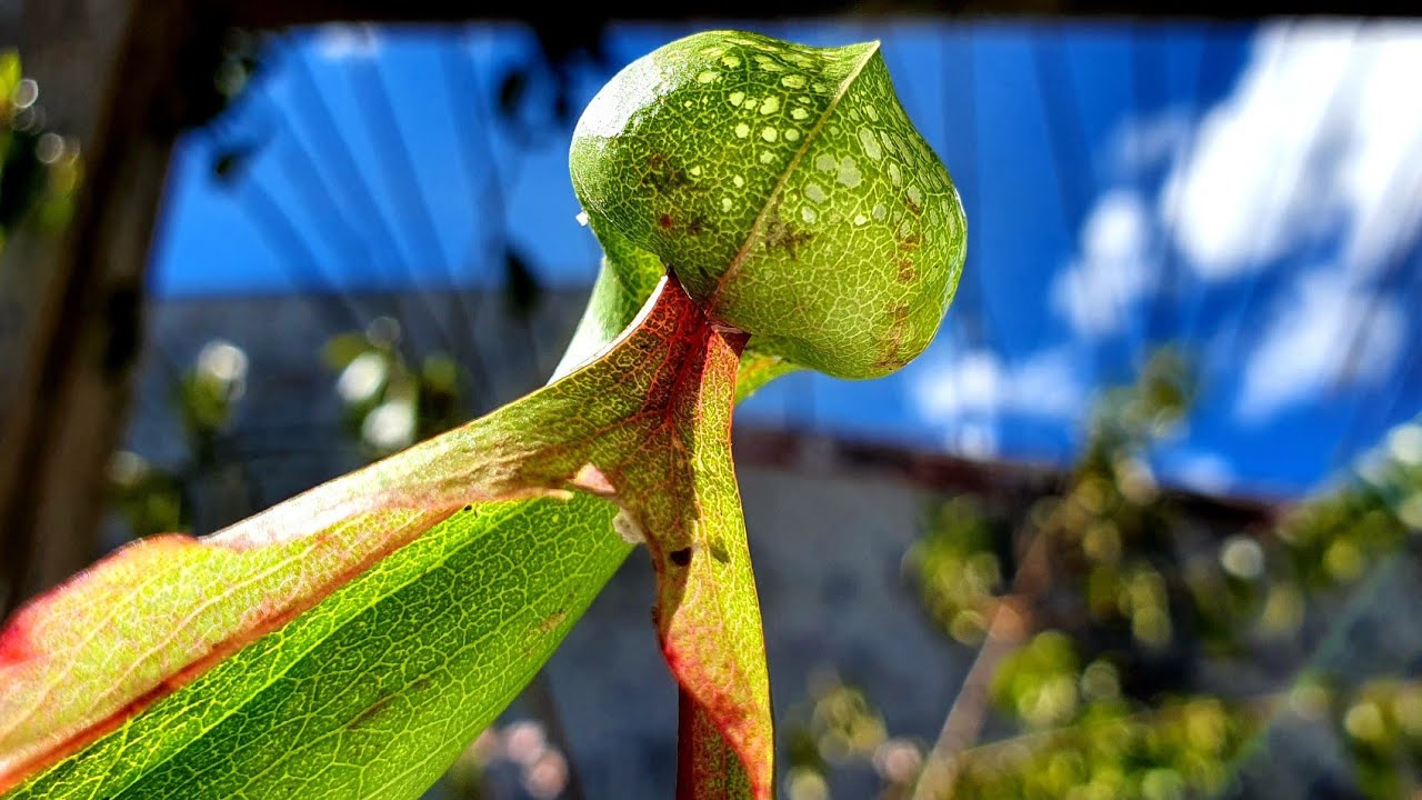 Plantas carnívoras- Darlingtonia Californica, la planta cobra