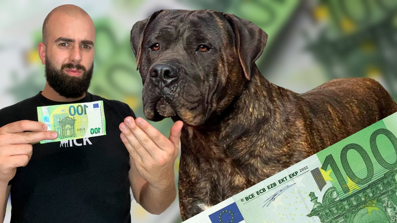 ¿CUANTO CUESTA un PRESA CANARIO?