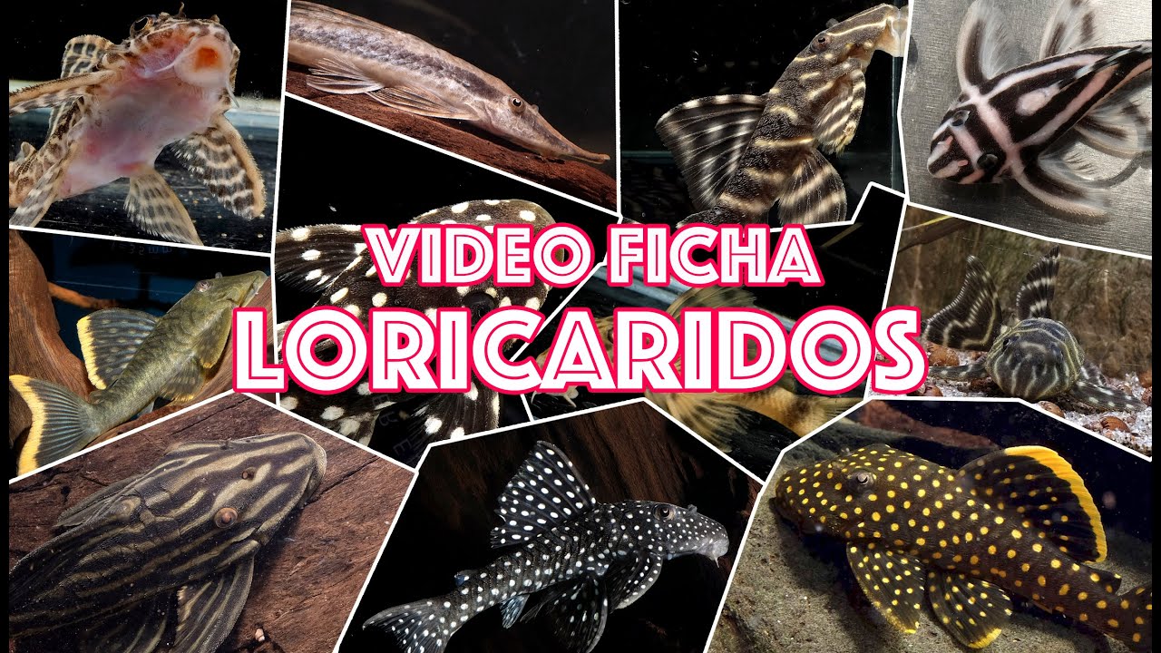 Video 🎥  ficha peces 🐟   Loricaridos 🐱