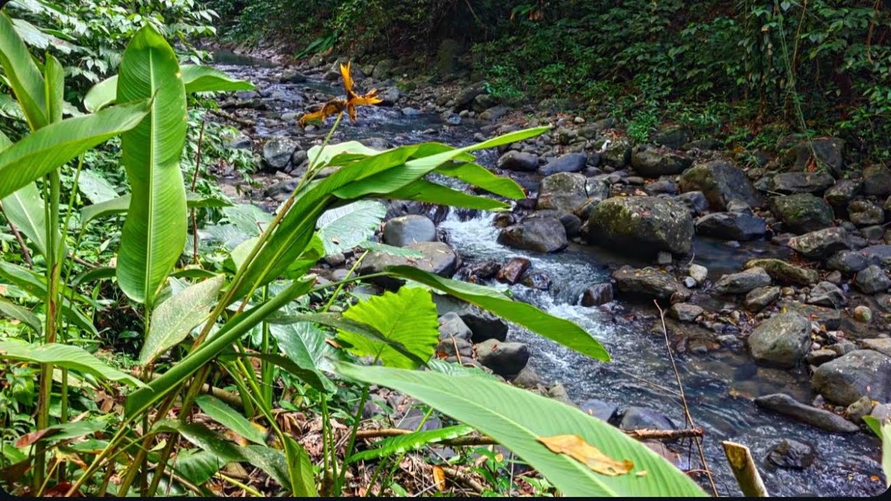 Forest Stream Sounds For Meditation & Sleeping 