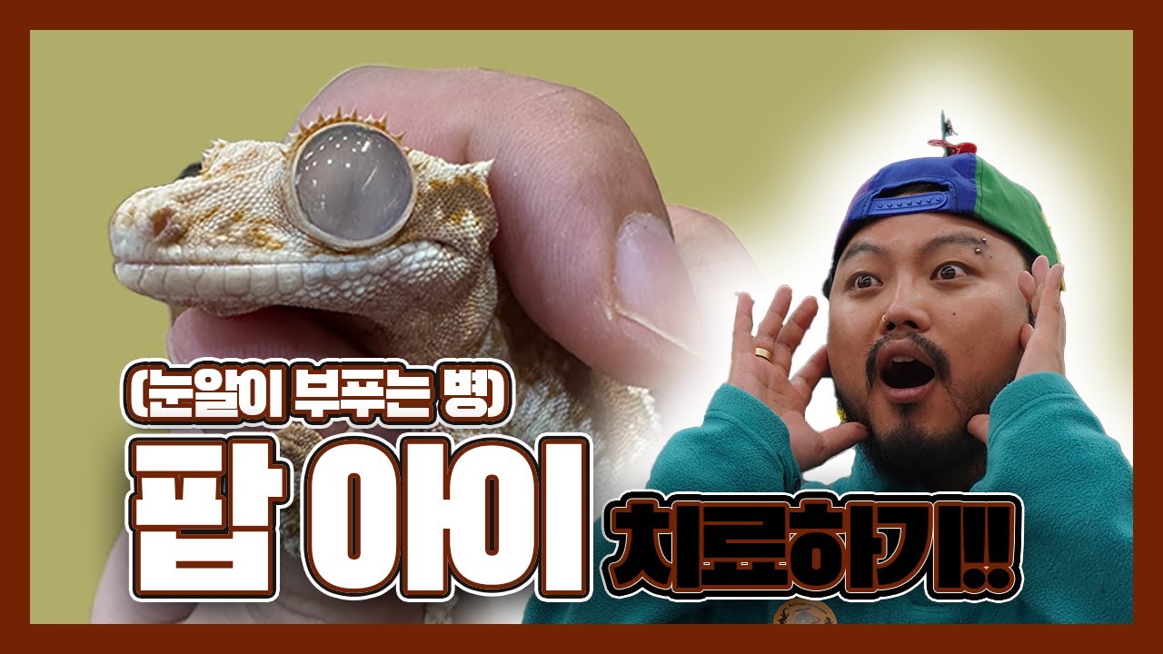 팝아이치료!! 크레스티드게코 아픈눈을 치료해 봤습니다.